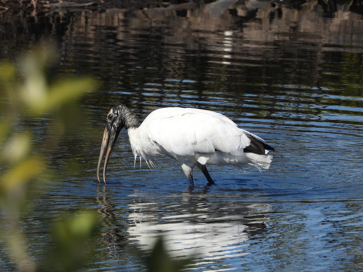 Wood Stork - ML651834897