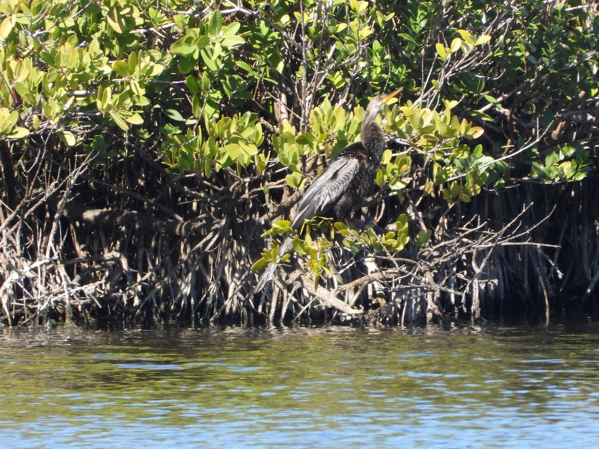 Anhinga - ML651834919