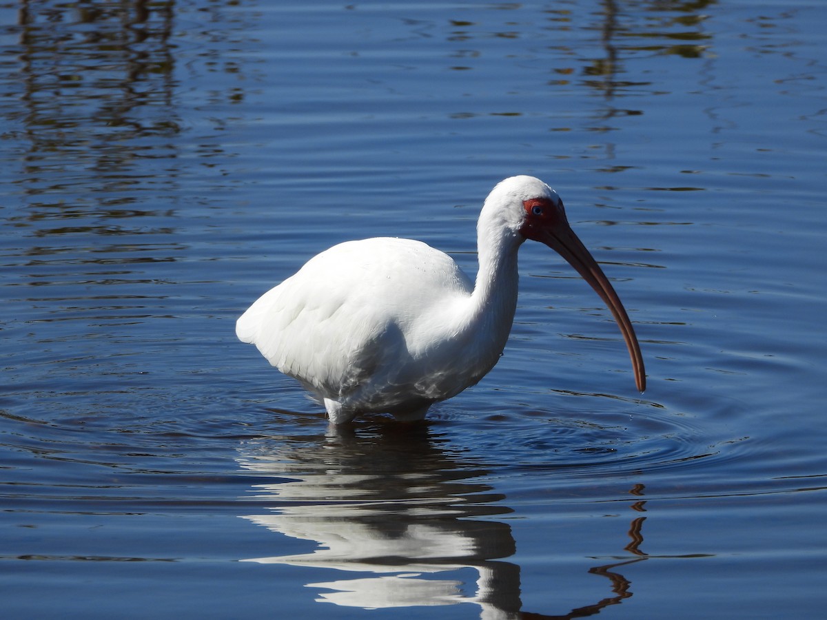White Ibis - ML651834931
