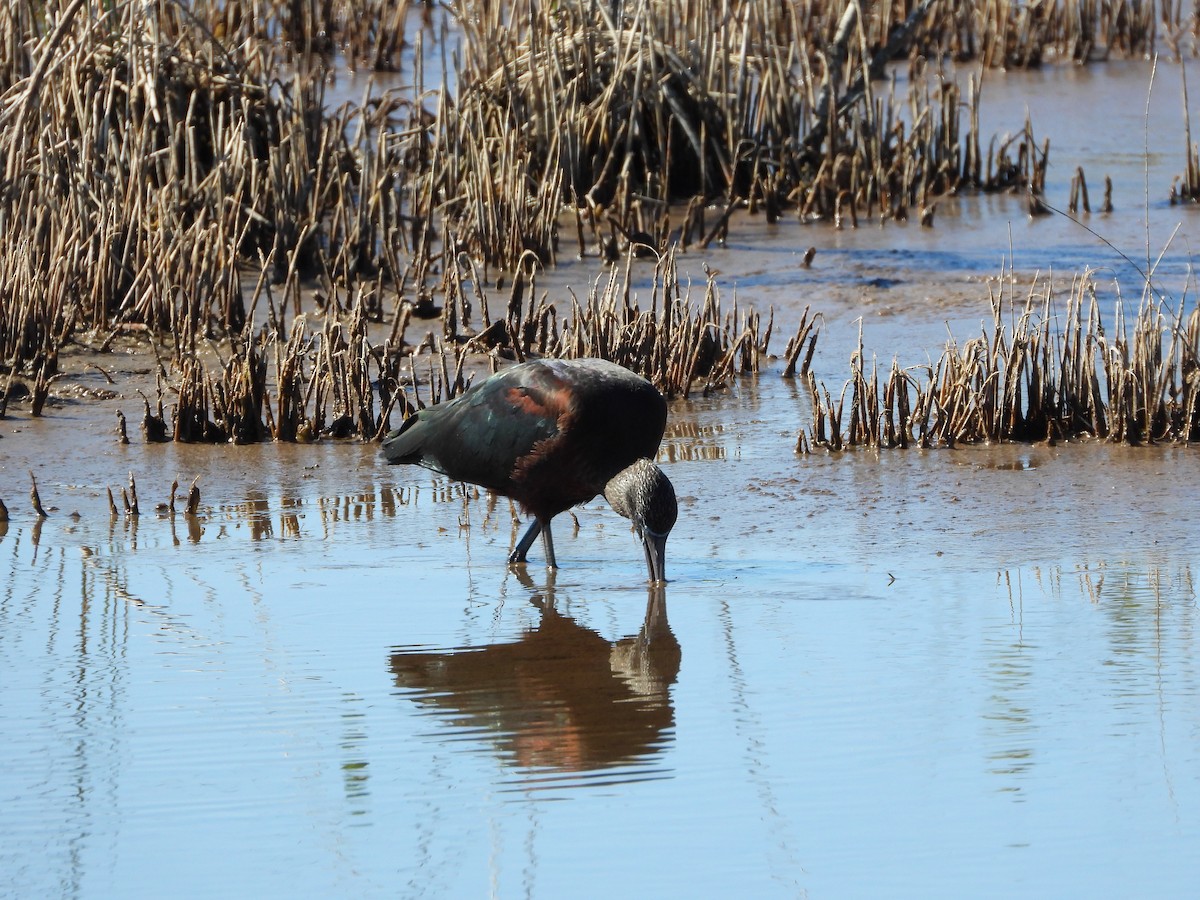 Glossy Ibis - ML651834952