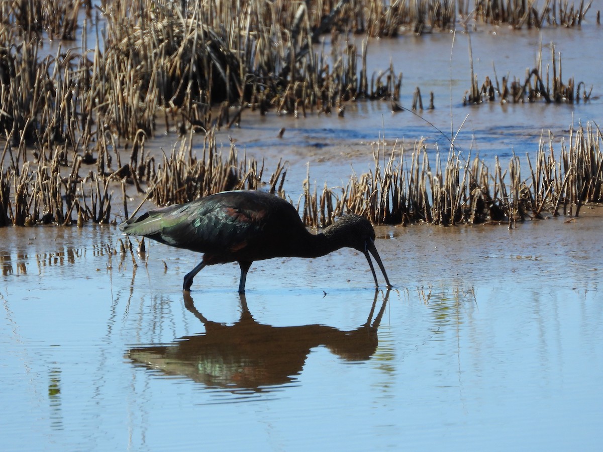 Glossy Ibis - ML651834953