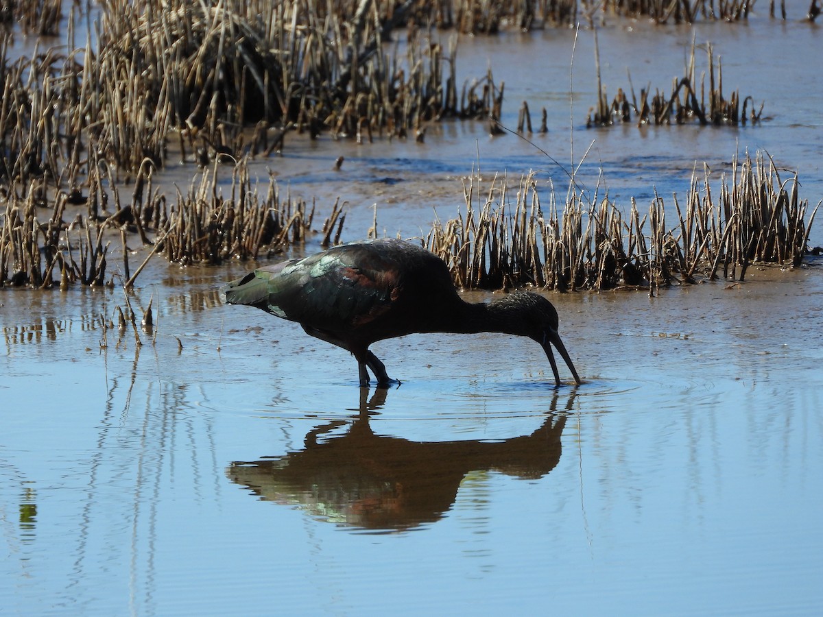 Glossy Ibis - ML651834954