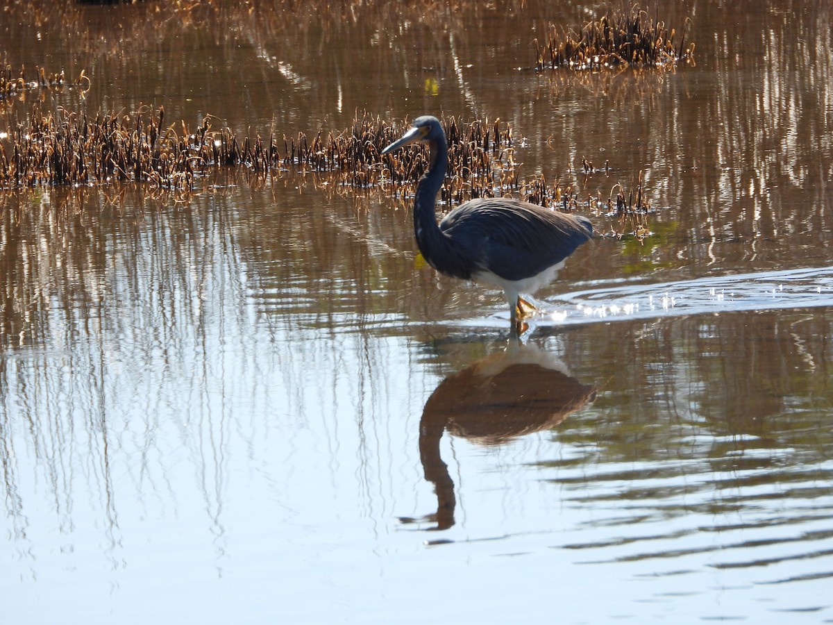 Tricolored Heron - ML651835003