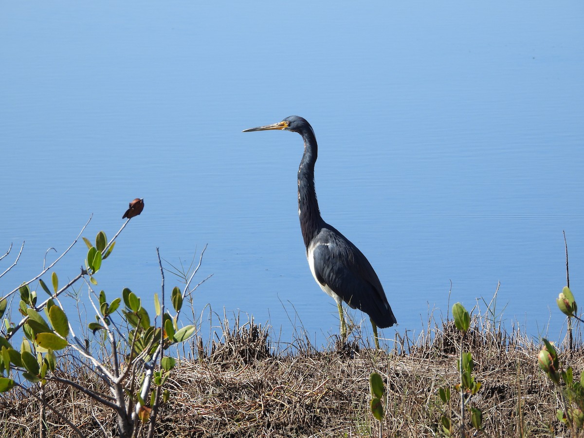 Tricolored Heron - ML651835004
