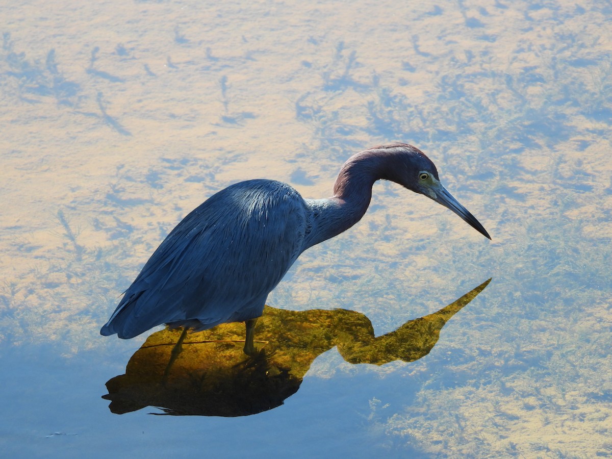 Little Blue Heron - ML651835039
