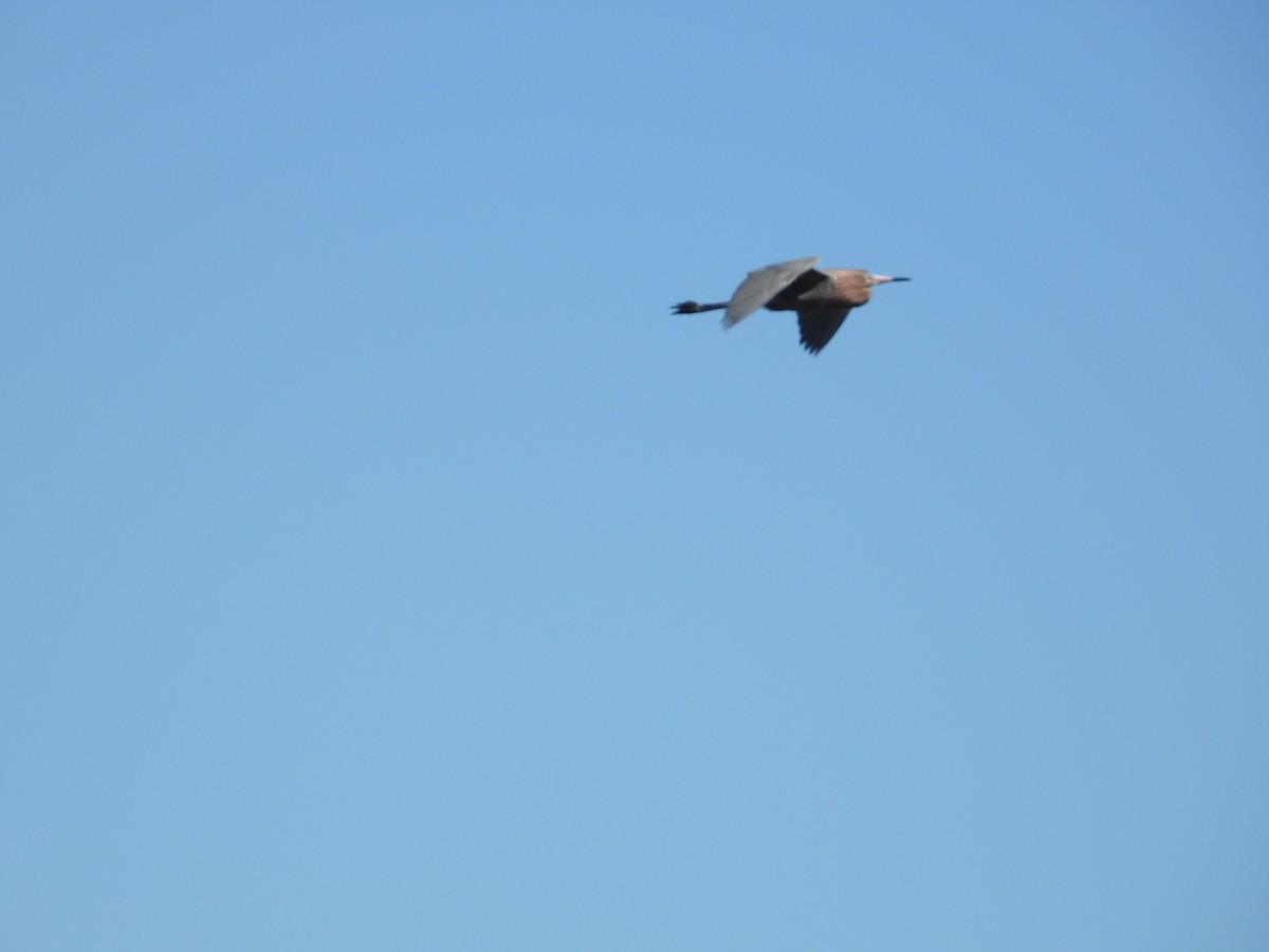 Reddish Egret - ML651835075