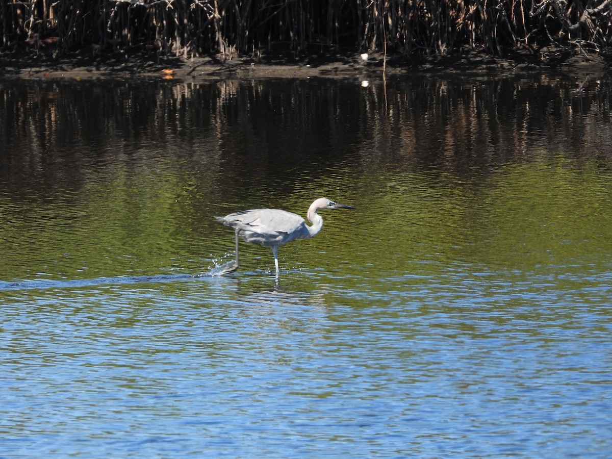 Reddish Egret - ML651835076