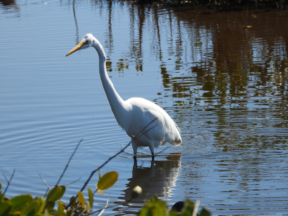 Great Egret - ML651835092