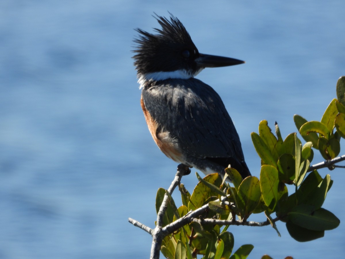 Belted Kingfisher - ML651835114
