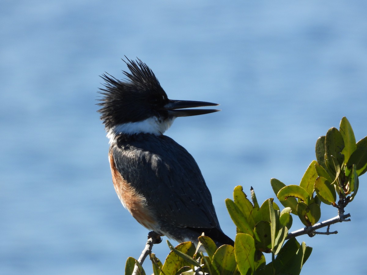 Belted Kingfisher - ML651835115