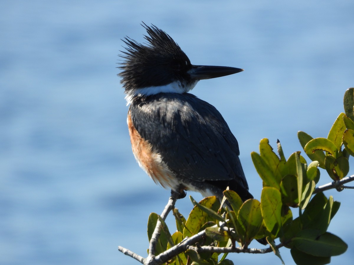 Belted Kingfisher - ML651835116