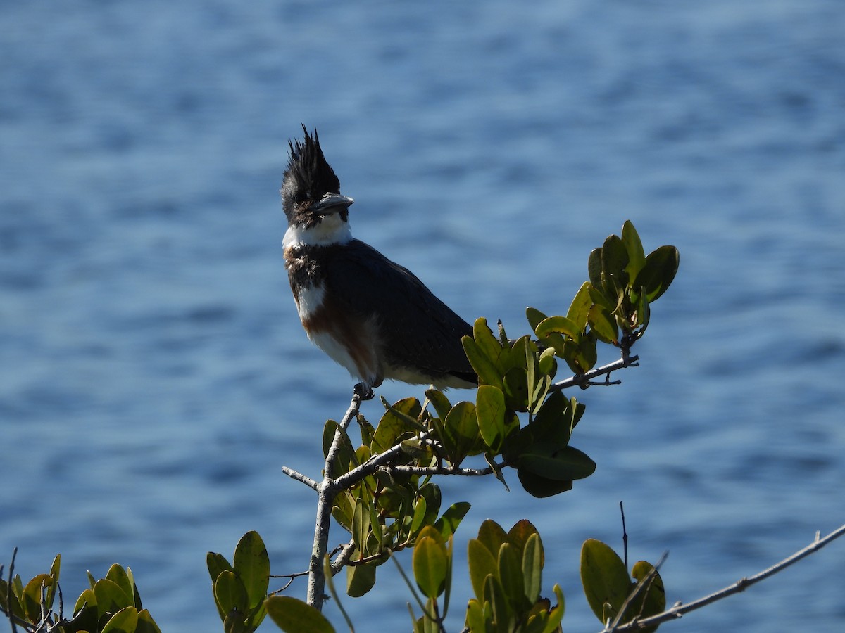 Belted Kingfisher - ML651835118