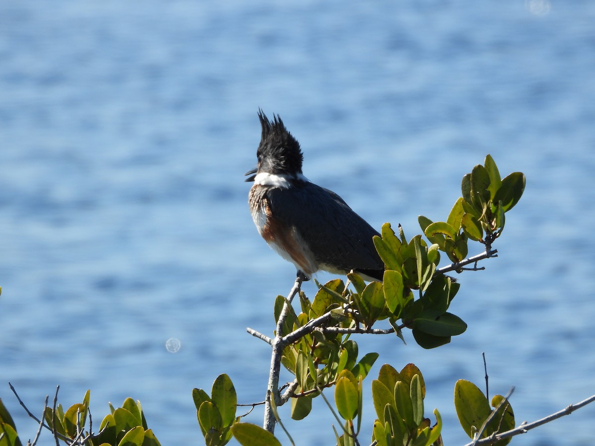 Belted Kingfisher - ML651835120