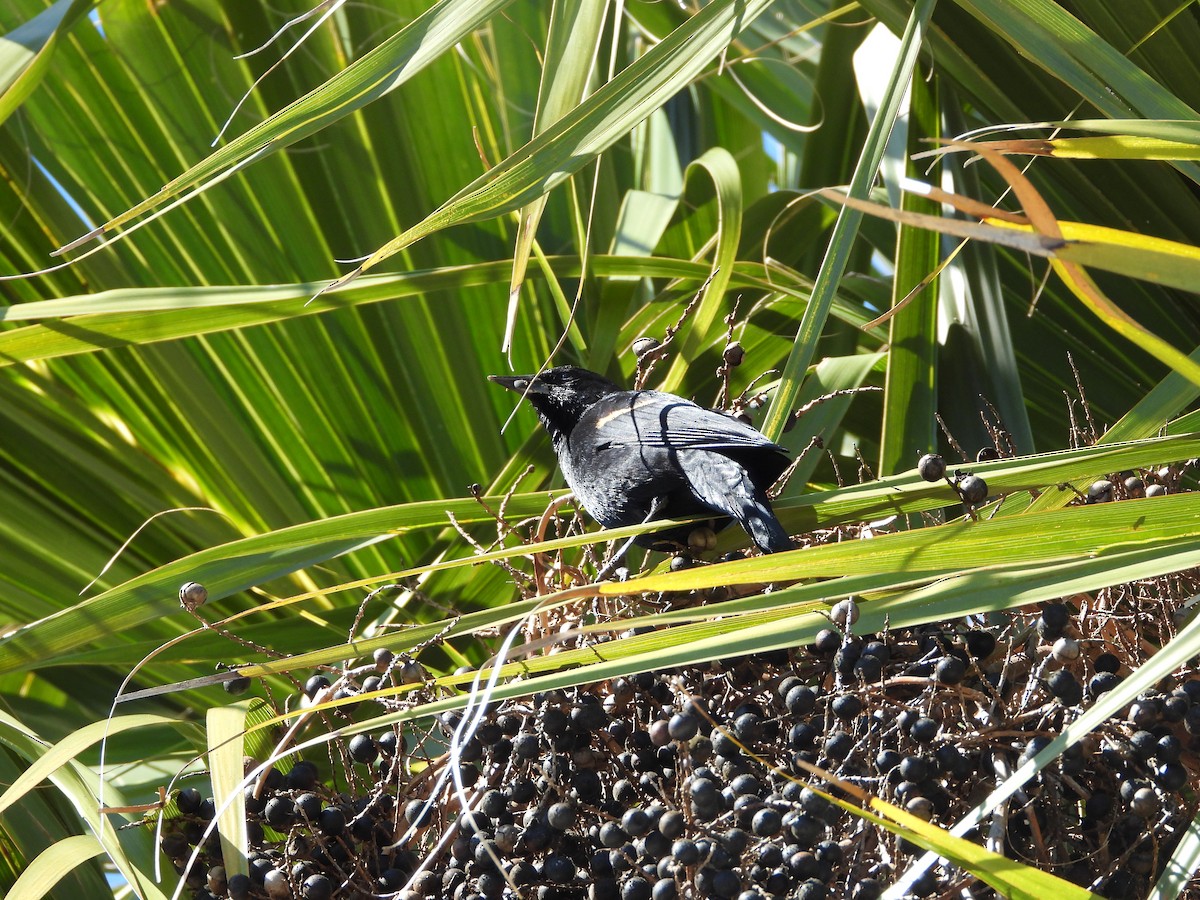 Red-winged Blackbird - ML651835134