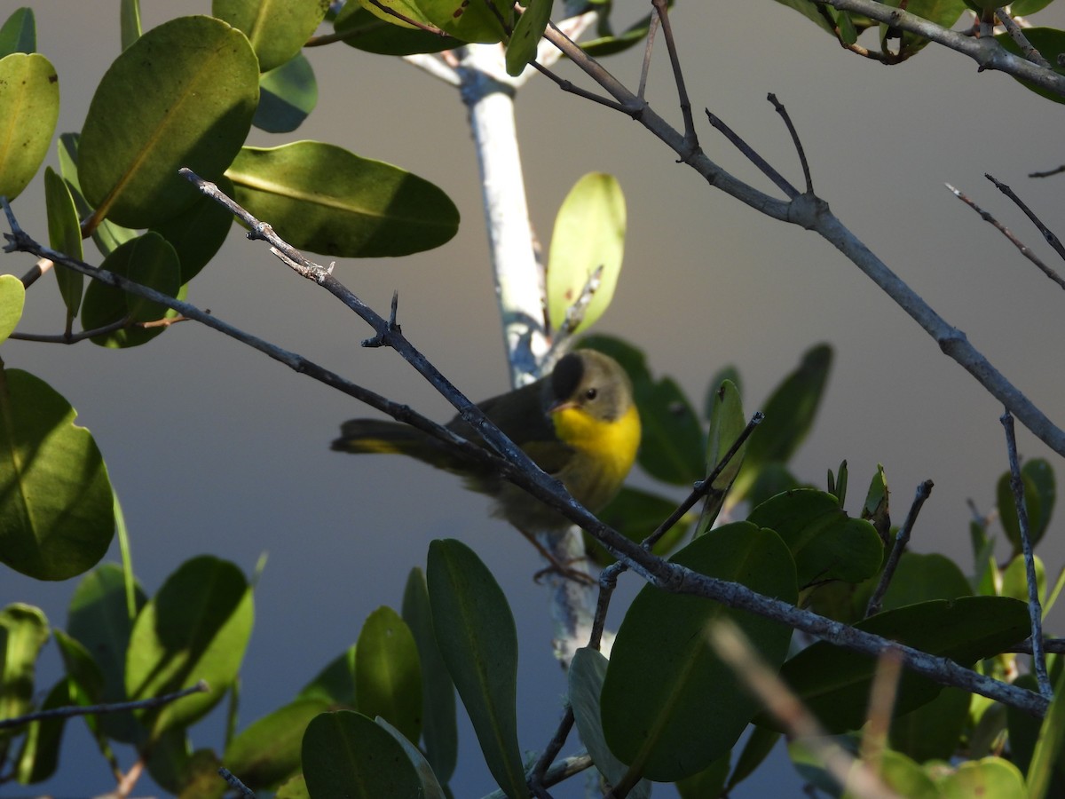 Common Yellowthroat - ML651835151