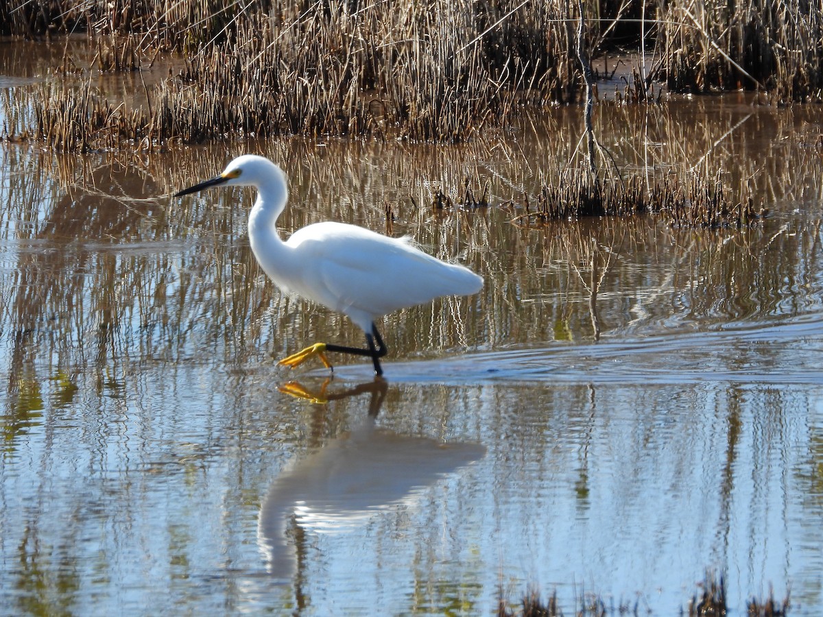 Snowy Egret - ML651835234