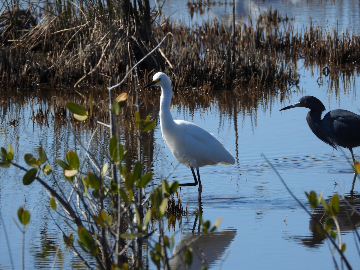 Snowy Egret - ML651835236