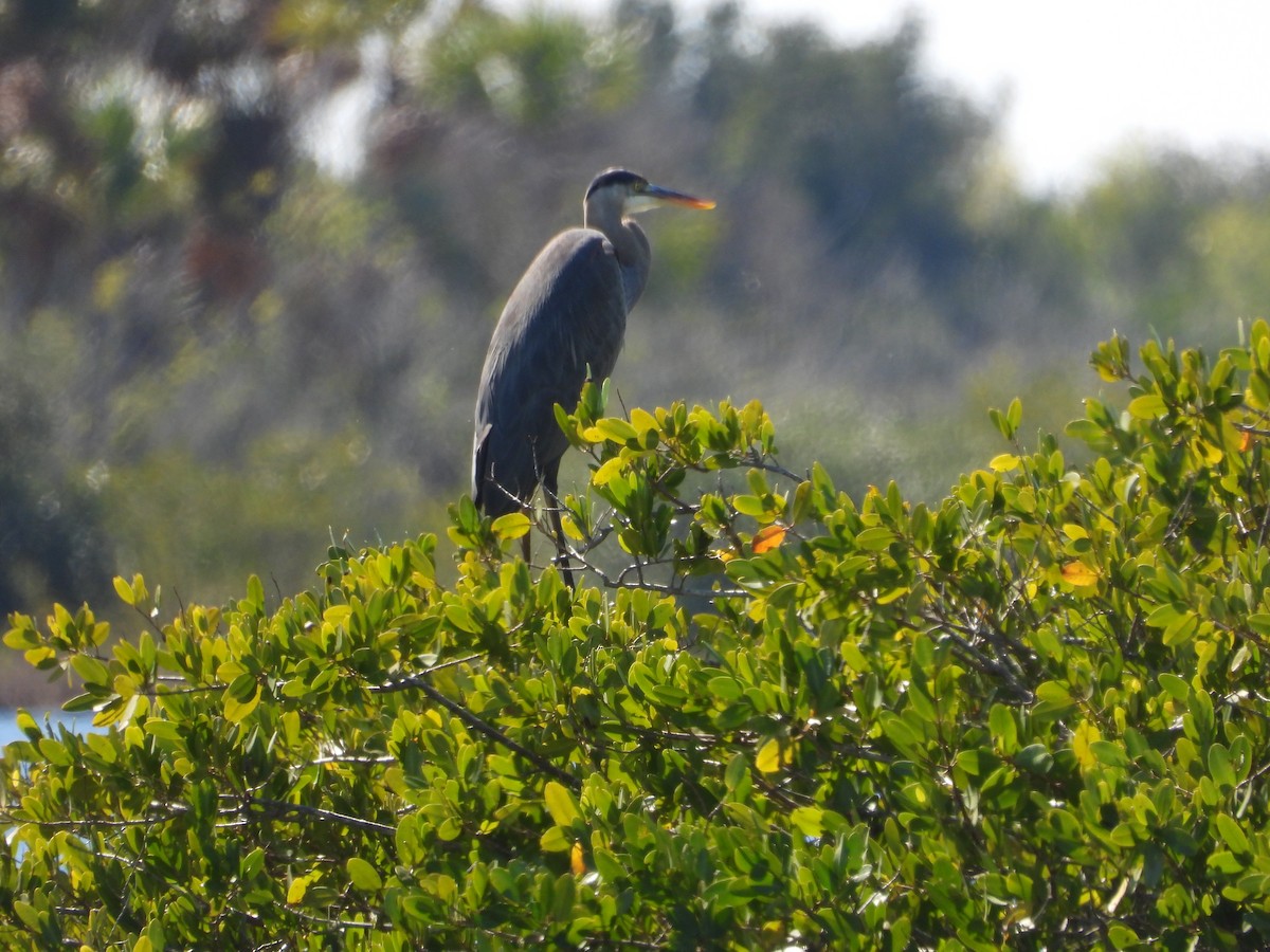 Great Blue Heron - ML651835267
