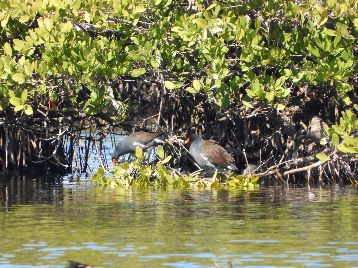 Common Gallinule - ML651835315
