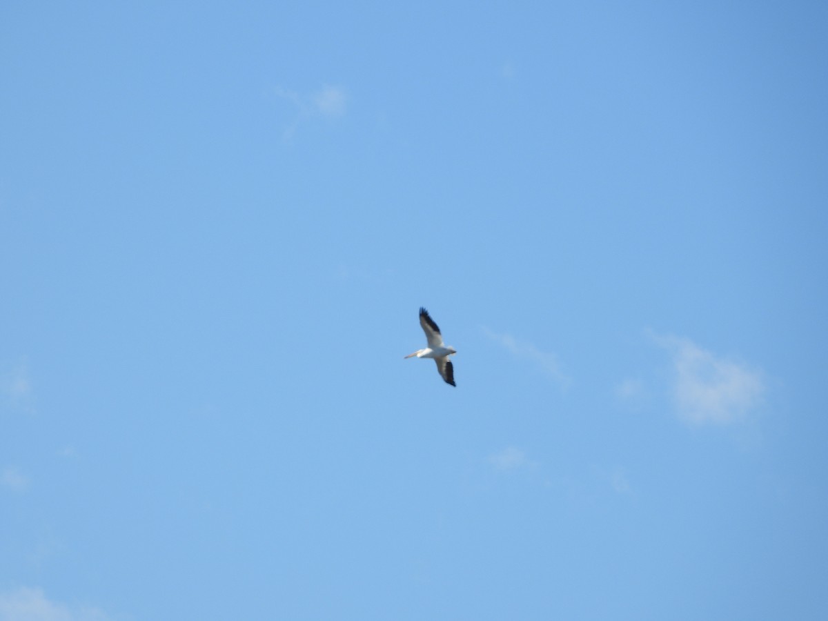 American White Pelican - ML651835332