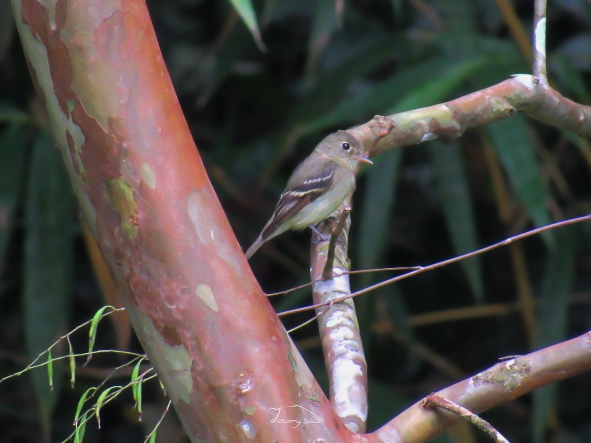 Yellow-bellied Flycatcher - ML651835359