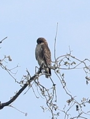 Buteo, unbestimmt - ML651837481