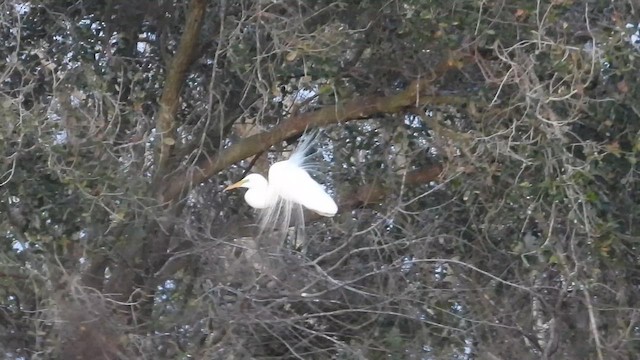 Great Egret - ML651837580