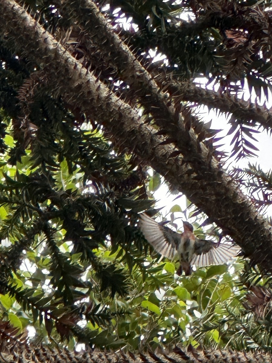 ヤドリギハナドリ - ML651838376