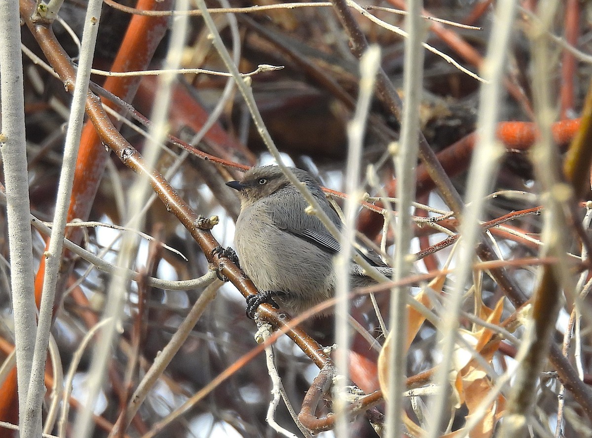 mlynařík americký - ML651838442