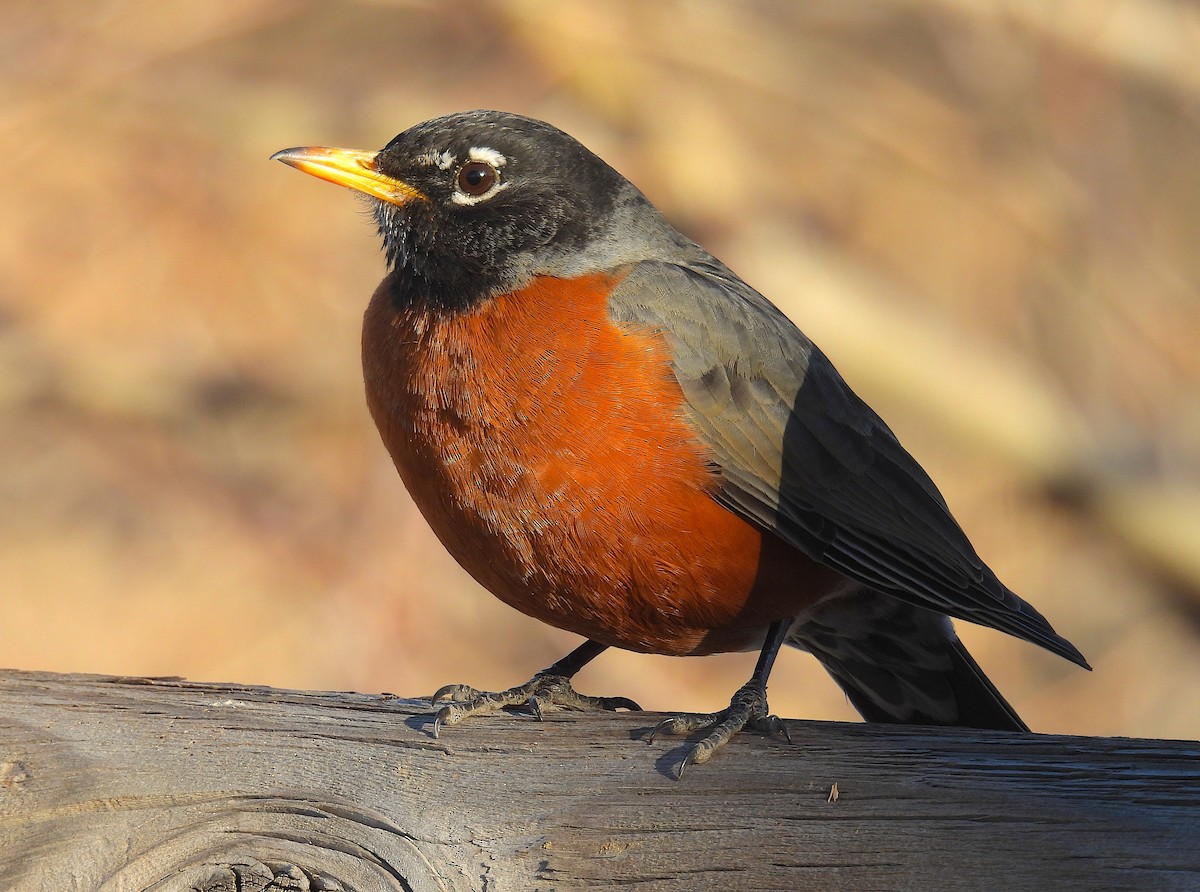 drozd stěhovavý - ML651838444