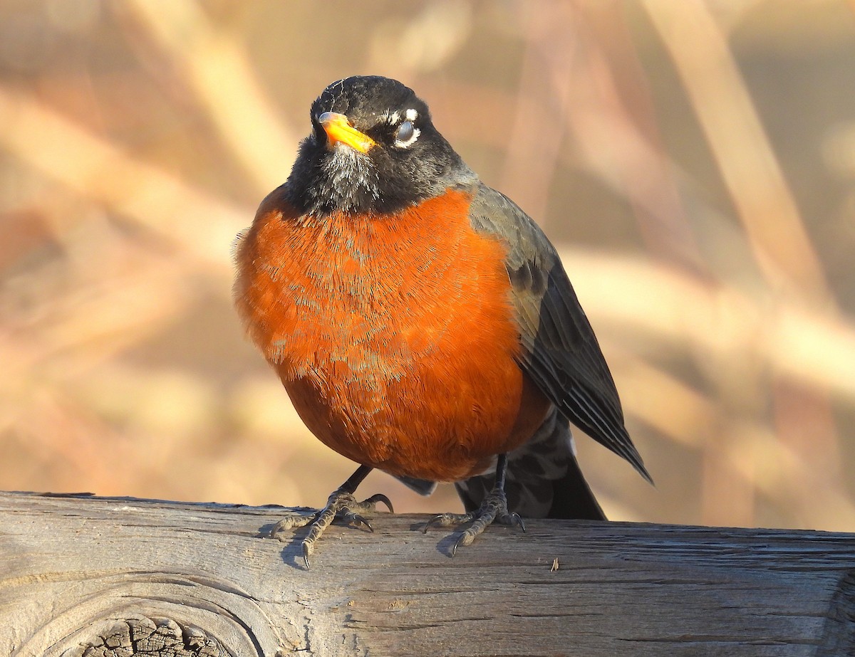 drozd stěhovavý - ML651838496