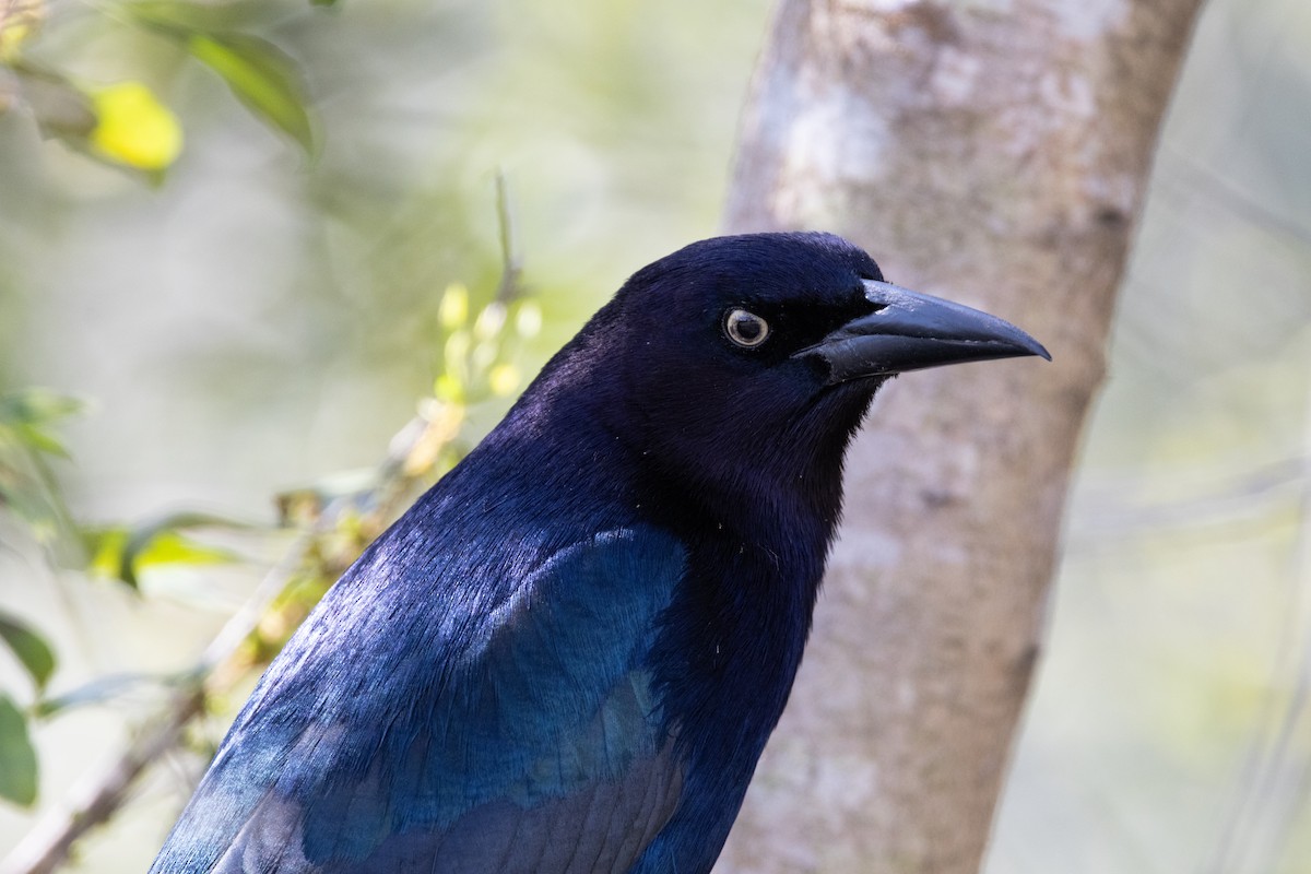 Boat-tailed Grackle - ML651838872