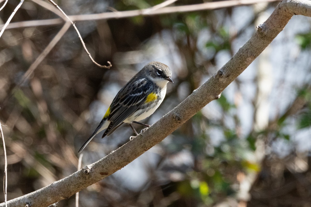 Yellow-rumped Warbler - ML651838874