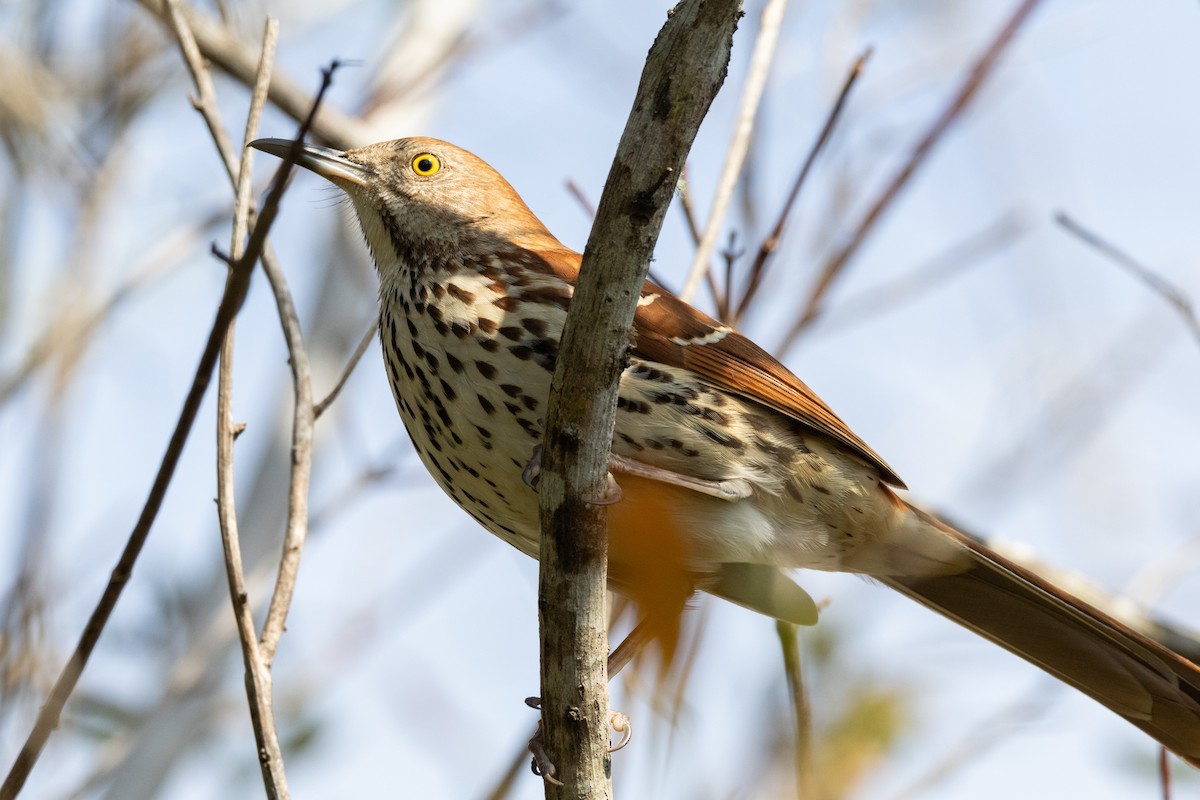 Brown Thrasher - ML651838886