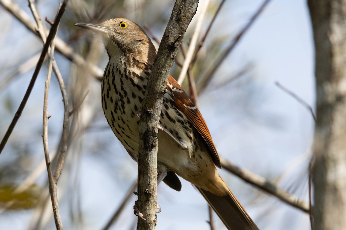Brown Thrasher - ML651838887
