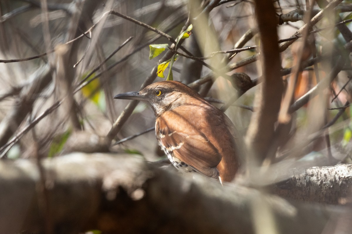Brown Thrasher - ML651838888