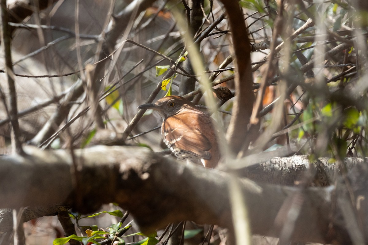 Brown Thrasher - ML651838889