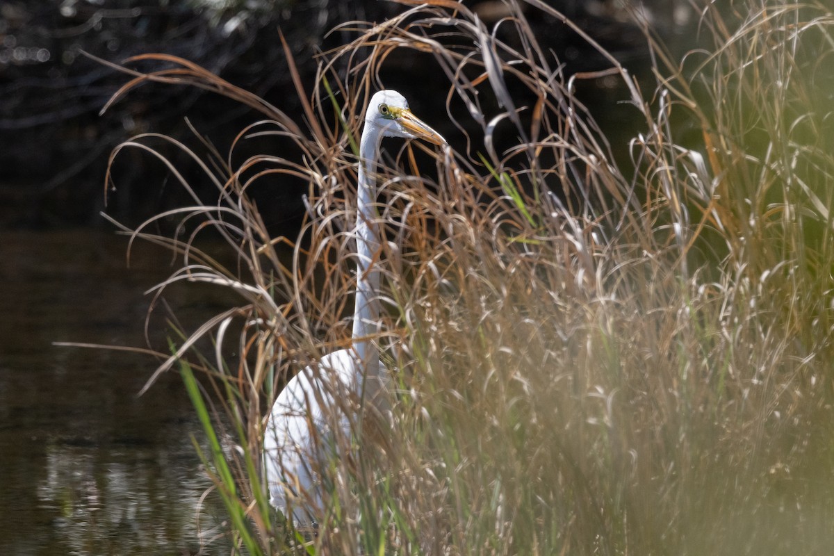 Great Egret - ML651838924