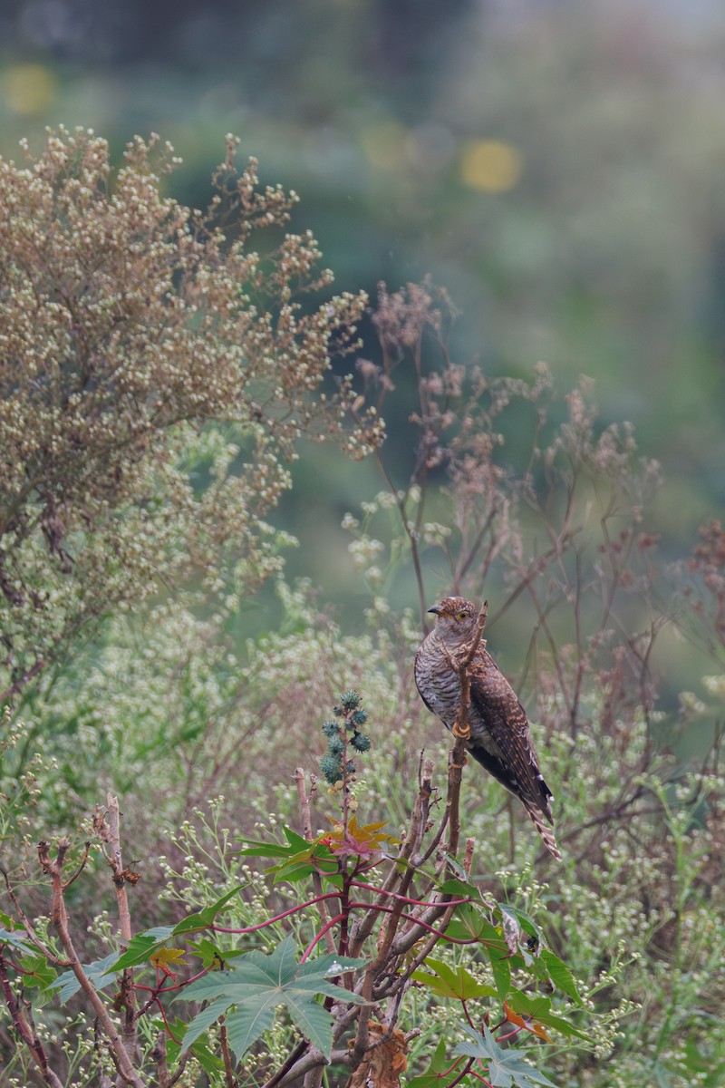 Common Cuckoo - ML651839373