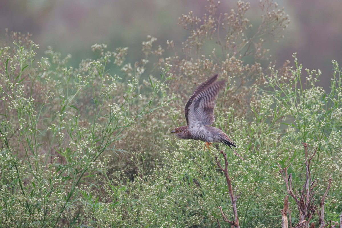 Common Cuckoo - ML651839374