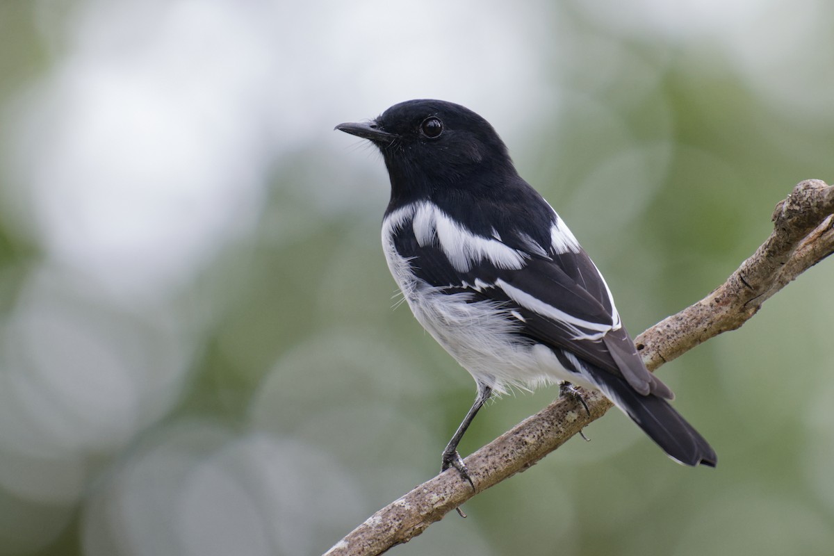 Королець чорноголовий - ML651839599