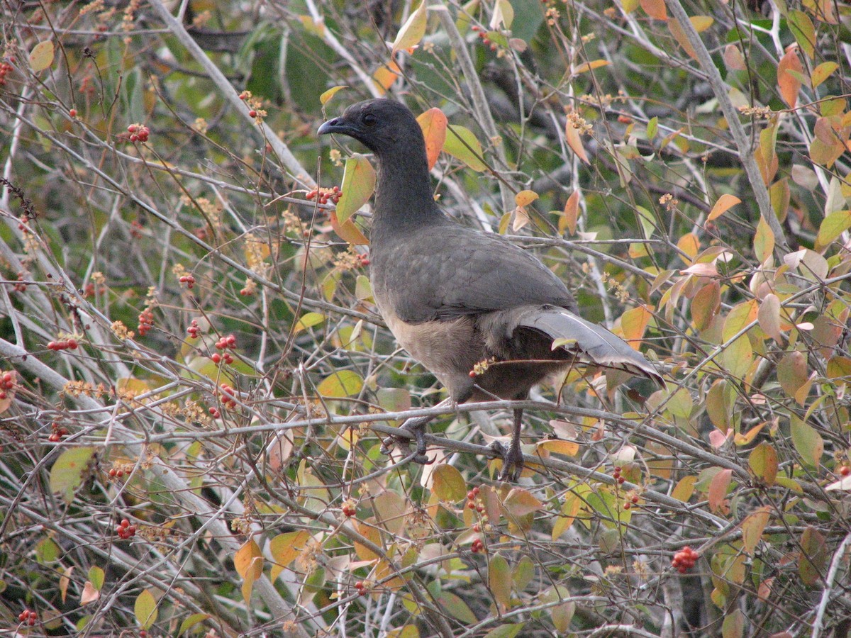 Чачалака східна - ML651839761