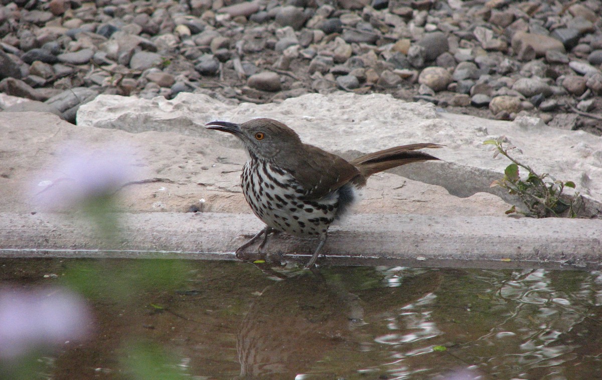 Тремблер рудий - ML651839770