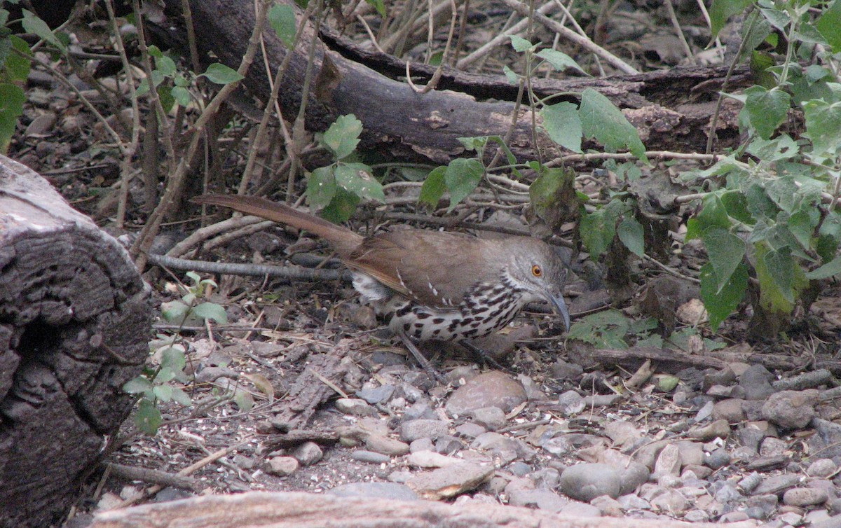 Тремблер рудий - ML651839772