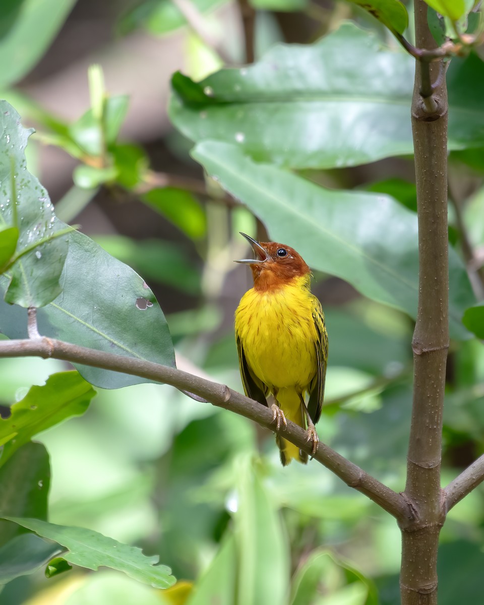 Mangrove Yellow Warbler - ML651839825