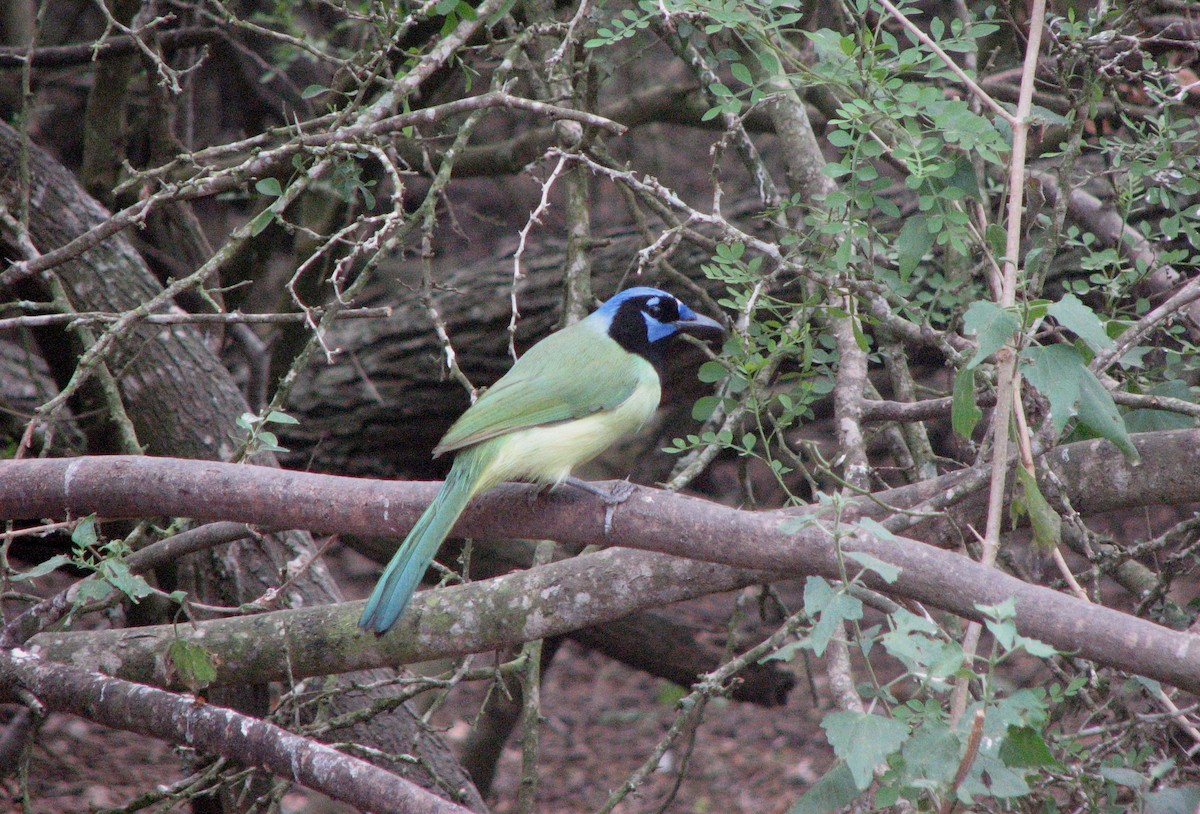 Пая зелена - ML651839988