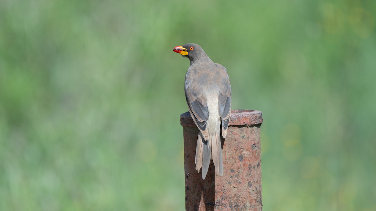 Ґедзеїд жовтодзьобий - ML651840368