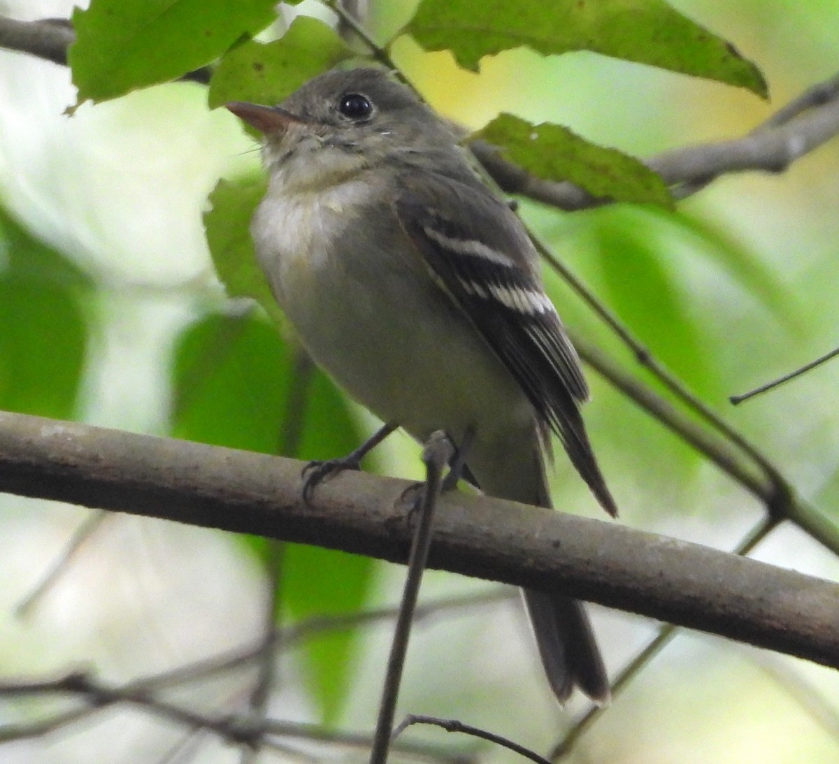 Восточный мухолов - ML651841464