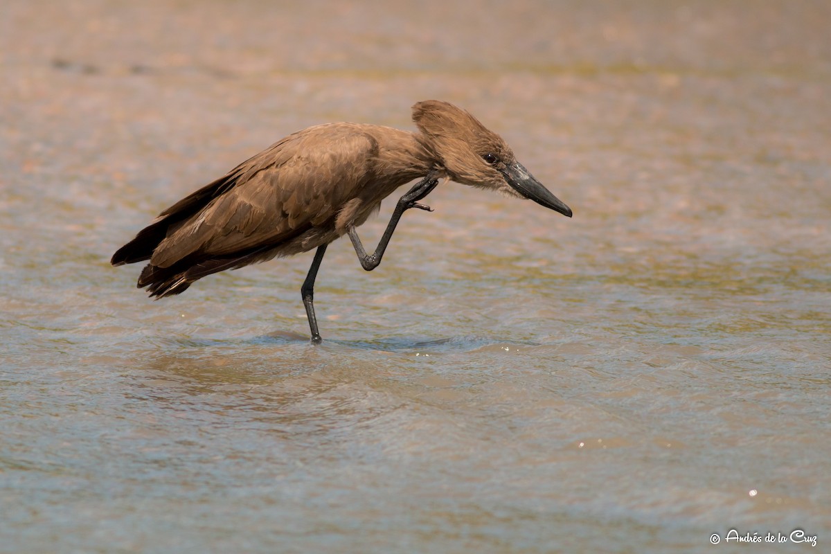 Avemartillo - ML651842026