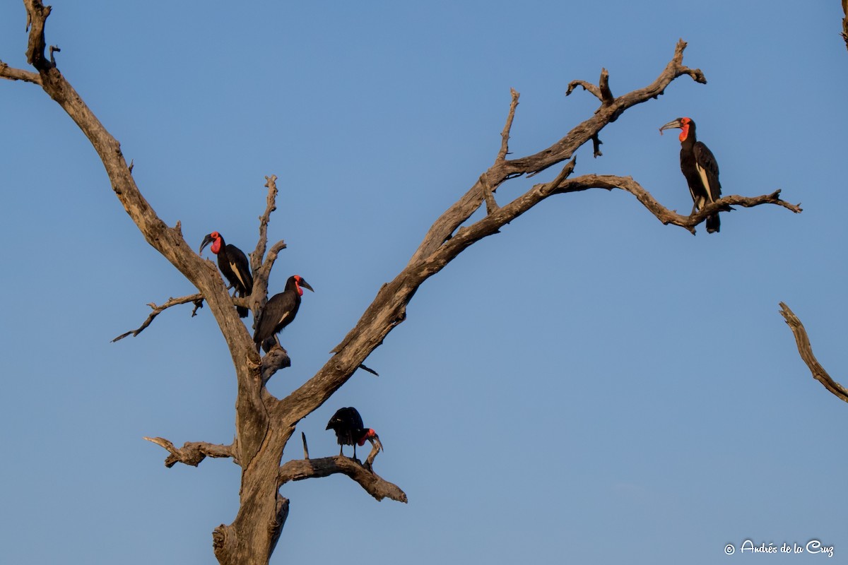 Cálao Terrestre Sureño - ML651842051